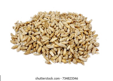 Triticale Seeds (Triticosecale)