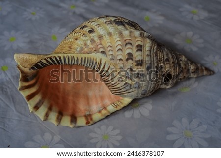 Triton clam shell. Charonia tritonis