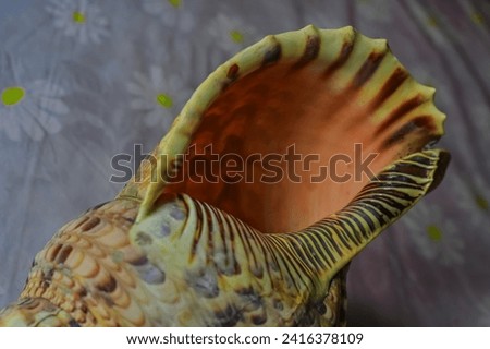 Triton clam shell. Charonia tritonis