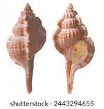 Triton (gastropod mollusc), apertural and abapertural views of isolated shells against white background