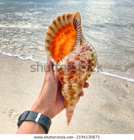 Triton Shell, latin name Charonia (Triton’s Trumpet) with dimension 27x12x10cm in Pangandaran Beach, August 24 2022