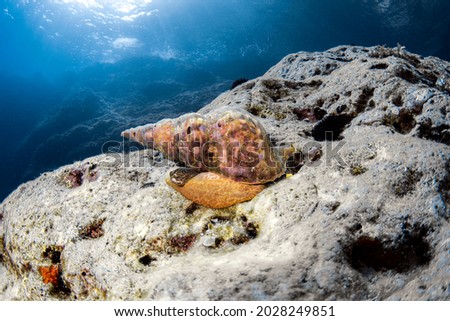 Triton snail - Adriatic Sea (Croatia)