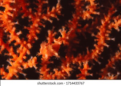 Tritonia Nudibranch Camouflaged On Pink Sea Fan