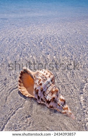 A triton's trumpet  sea snail on a beach of an Aegean island,Greece
