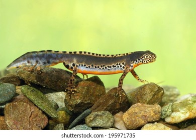 Triturus Alpestris