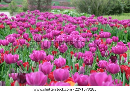Triumph Tulip  'Negrita'  in flower. 