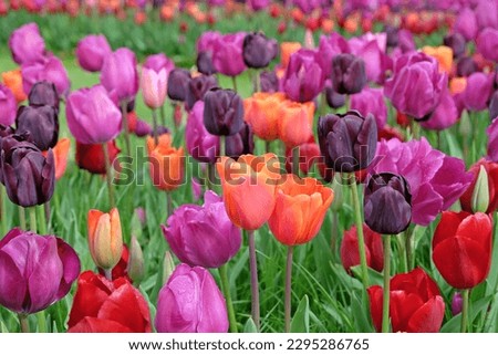 Triumph Tulips  'NegritaÕ, 'Annie SchilderÕ, 'Pallada'  and  'Paul Scherer' in flower. 