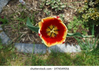 Triumph tulips 