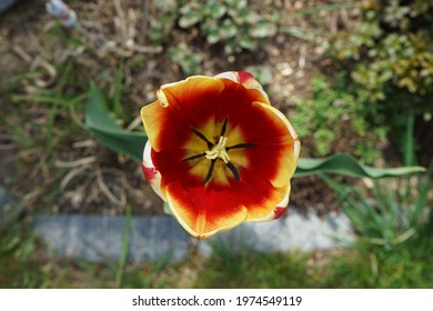 Triumph tulips 
