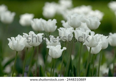 Triumph tulips, White Liberstar in Park, close up. Beautiful atypical shape of flowers