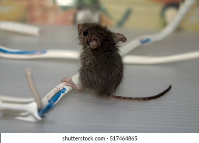 Triumphant mouse gnaws wire