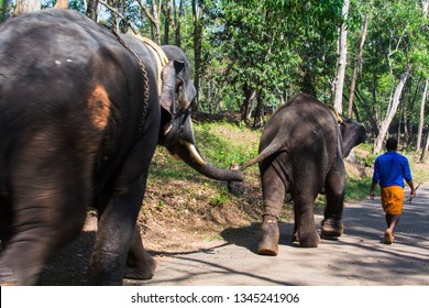 Trivandrum, Kerala/India - March 16, 2019: A Young Elephant Leads Another On The Way To Their Morning Feeding Session At An Elephant Rehabilitation Center In Agasthyavanam Biological Park