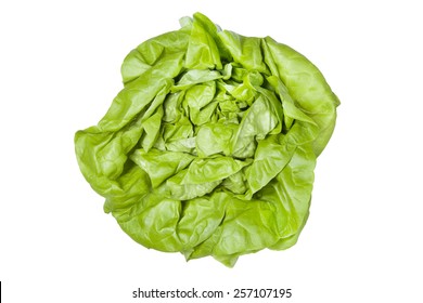 Trocadero Lettuce