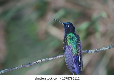 Trochilidae Hummingbird Bird