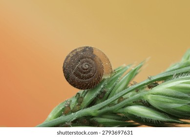Trochulus hispidus insect on a leaf with lice and a colorful background