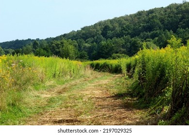 Trodden Path In Tall Grass Near The Forest