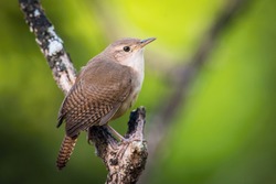 Troglodytes Aedon, House Wren The Bird Is Perched On The Branch In Nice Wildlife Natural Environment Of Trinidad And Tobago
