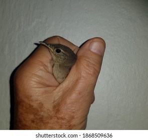 Troglodytes Aedon, Troglodytidae Family. Manaus, Amazon - Brazil