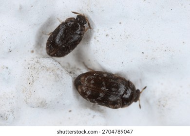 Trogoderma glabrum, known generally as the glabrous cabinet beetle or colored cabinet beetle, is a species of carpet beetle in the family Dermestidae. Pair on the wall of the building.