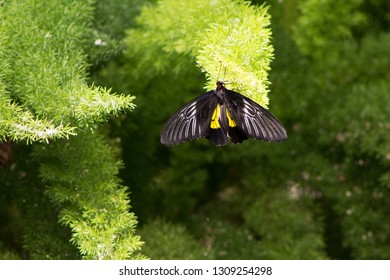 Troides Helena Butterfly