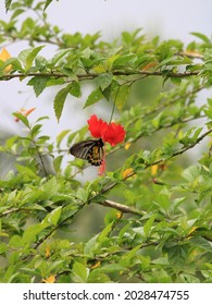 Troides Helena  On A Hibiscus Flower