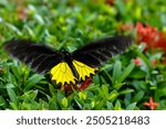 Troides helena sits on a flower. Macro photo of a butterfly