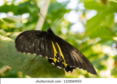 Sưu tập Bộ cánh vẩy 2 - Page 71 Troides-oblongomaculatus-sitting-on-leaf-260nw-1150069055