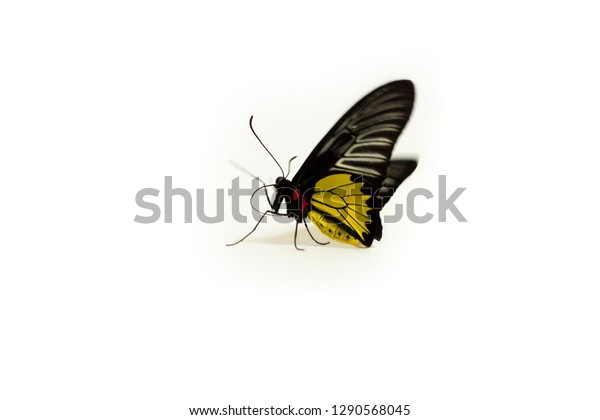 Troides Rhadamantus Tropical Butterfly Black Yellow Stock Photo