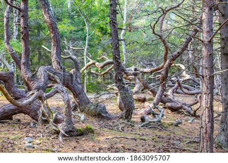 Trollskogen nature reserve on Oland, Sweden. Untouched pine forest in Sweden, bent trees caused by growing in the wind. Europe.
coastal pine