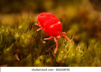 231 Trombidium Holosericeum Images, Stock Photos & Vectors | Shutterstock