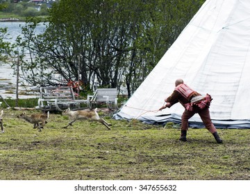 Tromso, Norway - August 8, 2015. Sami Reindeer Herder Uses Lasso To Catch Reindeer.