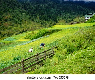 Trongsa, Bhutan - Sep 1, 2015. People Working On Rice Field In Trongsa, Bhutan. Bhutan Is One Of The World Smallest And Least Developed Countries.