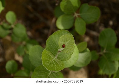 Troodos forest, Cyprus. Ladybug insect resting on a green leaf - Powered by Shutterstock