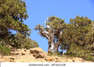 Troodos mountains landscape with the pine branches in the foreground in Cyprus - Shutterstock ID 1871011138
