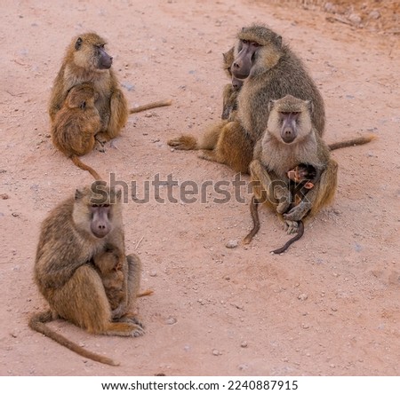 A troop of baboons sitting in the roa