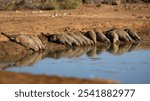 a troop of banded mongoose drinking water 