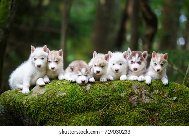 Troop Of Husky Puppies In A Forest