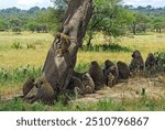   a  troop of olive  baboons resting in the shade of a tree in a forest on safari  in tarangire national park, tanzania, africa                 