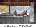 troop of Rhesus macaque monkey (Macaca mulatta) on the roof top in New Delhi, India