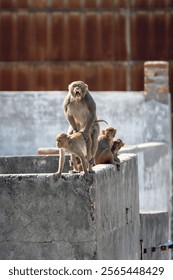 troop of Rhesus macaque monkey (Macaca mulatta) on the roof top in New Delhi, India