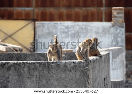 troop of Rhesus macaque monkey (Macaca mulatta) on the roof top in New Delhi, India