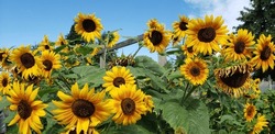 A Troop Of Sunflowers Reach Over The Arbour In The Parksville Community Garden. 