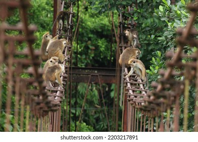 Troop Of Toque Macaques Family