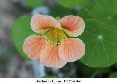 Tropaeolum majus blooming with green leafes