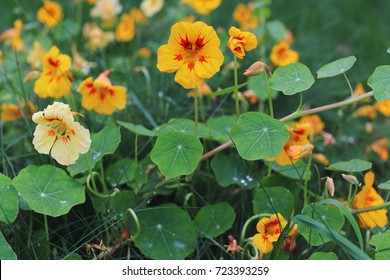 Tropaeolum Majus Edible Flowers