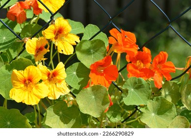 Tropaeolum 'TM Climbing Mix' is an annual plant with red and yellow flowers