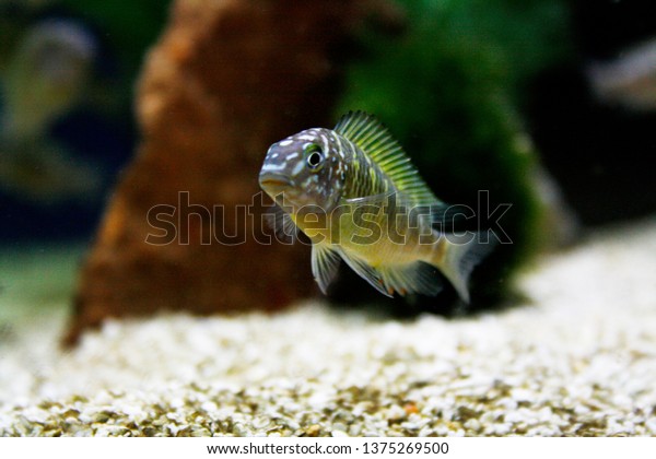 Tropheus Moorii Murago Green Lake Tanganyika Stock Photo Shutterstock