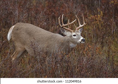 Trophy 10 Point Whitetail Buck Deer In Autumn Habitat, Flathead Indian Reservation, Montana; White Tailed / White-tail / White-tailed / Whitetailed / White Tail