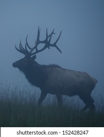 Trophy Bull Elk With Huge Record Class Antlers, In Fog And Mist, In Western Pennsylvania Near Benezette, St. Mary's Pennsylvania Big Game Elk Deer Bow Archery Hunting Season Cervus Canadensis