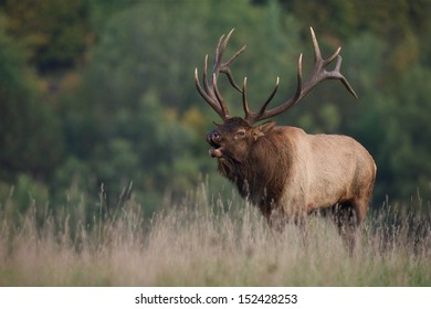 Trophy Bull Elk In Western Pennsylvania Bugling During The September / October Rut / Mating Season Cervus Canadensis  Pennsylvania Big Game Elk Deer Bow Archery Hunting Season